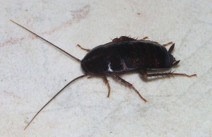 cockroach 4