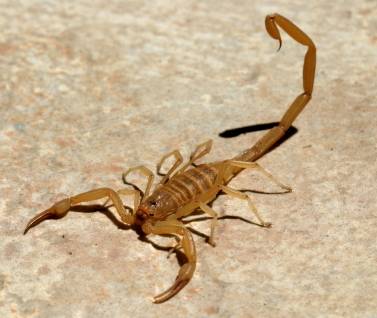 Facts African Water Scorpion 114