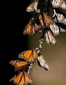 Monarch Butterflies (Mario Vazquez, AFP)