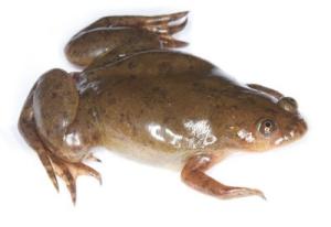 The African clawed frog was the subject of a Stanford/SFSU study that found that this species of frog was responsible for the decline or extinction of some 200 amphibian species worldwide. Brian Gatwicke/Stanford ( Brian Gatwicke )