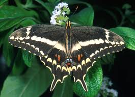 The Schaus’ Swallowtail (www.fws.gov)
