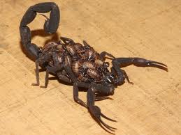 scorpion 2