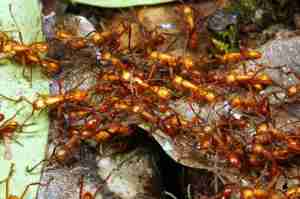 army-ants-in-the-amazon_849x565