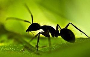 About 800 ants are being launched into space to examine their foraging patterns. File photo Image by: SUPPLIED