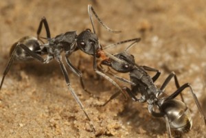 The Swimming Ant, Polyrhachis sokolova; image courtesy Ajay Narendra, ANU