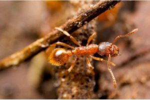 The European fire ant, Myrmica rubra, is invading southern Ontario. They can deliver a painful nettle-like sting. A study shows they may be helping with the spread of an invasive plant species.