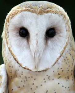 Barn owl (AP)