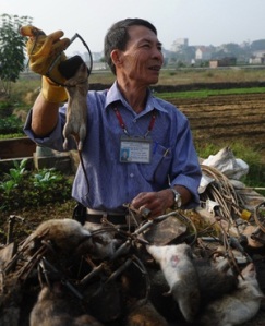 Tran Quang Thieu, nicknamed 'Rat King', talks with journalists while holding trapped rats in a field on the outskirts of Hanoi. (Hoang Dinh Nam)
